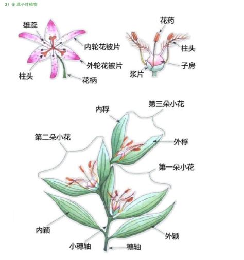 花形状|花的形态结构 